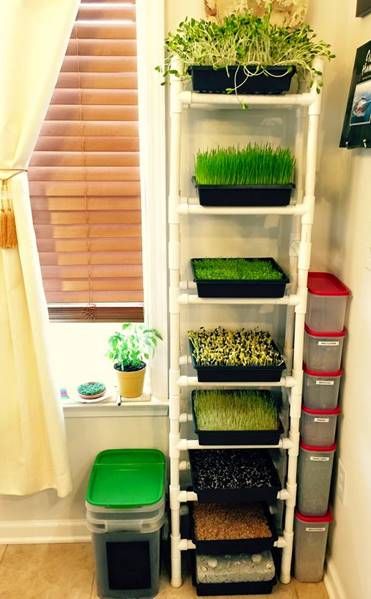 Vertical shelving for sprouts