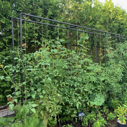 idées de treillis pour supporter le croissance des tomates DIY